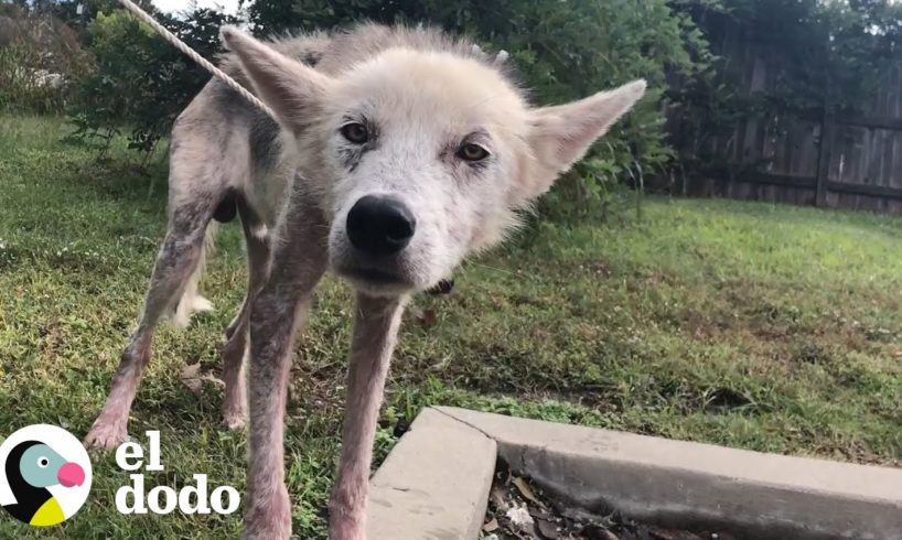 Husky encadenado y descuidado ahora es muy feliz y esponjoso I El Dodo