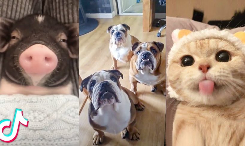 I Found The Cutest Pets On The Internet Just For You ?