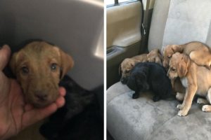 Incredibile Rescue Of Abandoned Puppies