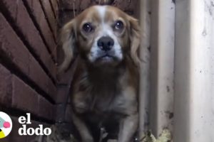 Increíble rescate de perro atascado detrás de un edificio | El Dodo