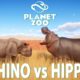 Indian Rhinoceros VS Hippopotamus - PLANET ZOO | Planet Zoo Animal Fights | Planet Zoo