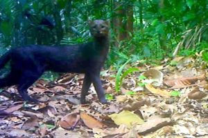 Jungle Animals Trail Cam PickUp || Ocelot and Jaguarundi Cats || Browning Trail Camera