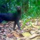 Jungle Animals Trail Cam PickUp || Ocelot and Jaguarundi Cats || Browning Trail Camera