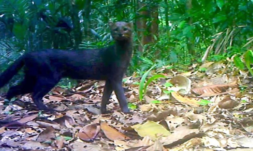 Jungle Animals Trail Cam PickUp || Ocelot and Jaguarundi Cats || Browning Trail Camera