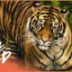 Jungle Tales: The Animals Of The Jungle (Wildlife Documentary) | Magic Of Nature | Real Wild