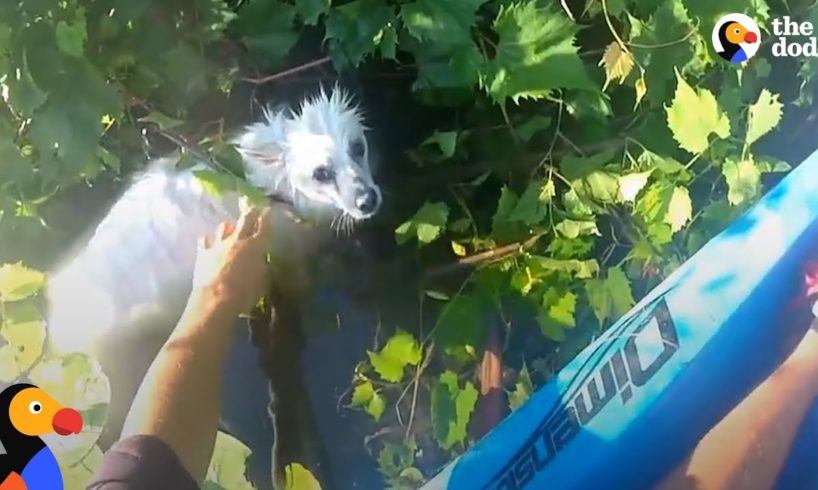 Kayaker Rescues Freezing Dog In River | The Dodo