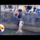 Kid Rescues Dog From Canal | The Dodo