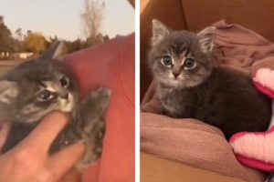 Kind-Hearted Man Rescues Tiny Kitten From Street