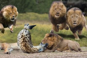 King Lion Revenge Hyena For Destroying Lioness, Epic Battle of Big Cat vs Hyenas | Lion vs Wild Dogs