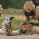 King Lion Revenge Hyena For Destroying Lioness, Epic Battle of Big Cat vs Hyenas | Lion vs Wild Dogs