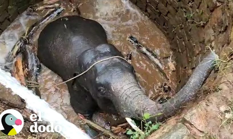 La forma más inteligente de rescatar a un elefante de un pozo profundo I El Dodo