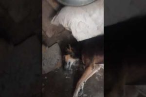Lazy street dogs ?????? || Abandoned street dogs in India rescue videos ❤️❤️❤️❤️❤️