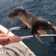 León marino herido pide ayuda a estos navegantes I El Dodo | El Dodo