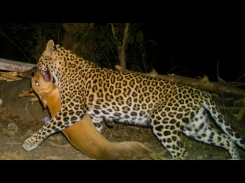 Leopard attacks on dog - shocking videos?