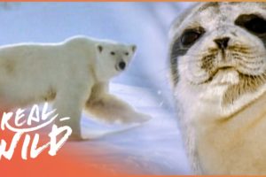 Life On The Ice: Earth's Toughest Animals (Full Nature Documentary) | Magic of Nature | Real Wild