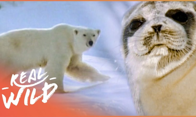 Life On The Ice: Earth's Toughest Animals (Full Nature Documentary) | Magic of Nature | Real Wild