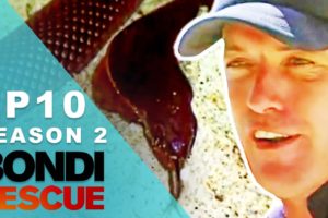 Lifeguards Find A Venomous Snake On The Beach | Bondi Rescue - Season 2 Episode 10 (OFFICIAL UPLOAD)