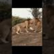 Lion Animal fighting