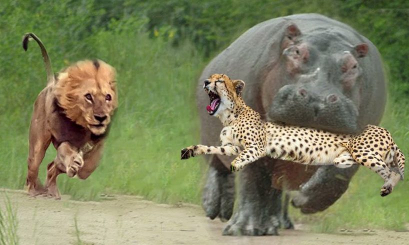 Lion Attack Hippo to Free Cheetah - Big Battle of Leopard vs Python - Wild Animals Fight 2021