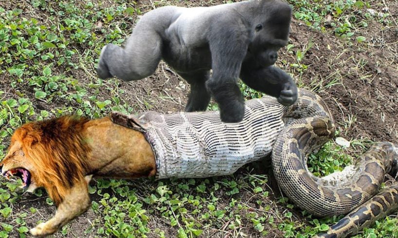 Lion Mistakes When Challenged Python – Gorilla Save Deer From Anaconda Hunting, Buffalo vs Wild Dogs