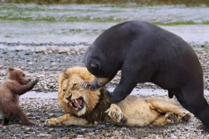Lions is King But Fail! Mother Bear Save Her Baby From Puma Hunting, Giraffe vs Lions