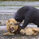 Lions is King But Fail! Mother Bear Save Her Baby From Puma Hunting, Giraffe vs Lions