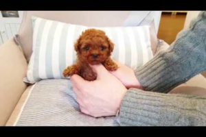Look at this teacup poodle baby video cutest puppy  - Teacup puppies KimsKennelUS