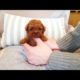 Look at this teacup poodle baby video cutest puppy  - Teacup puppies KimsKennelUS