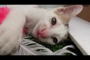 Lovely Cats Playing Looks so Happy | Animals Lifestyle