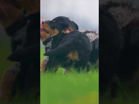 Loyal Dog Playing with Justing | #shorts | #dogs | Animals 8k World