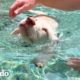 Magnolia aprende a nadar | El Dodo