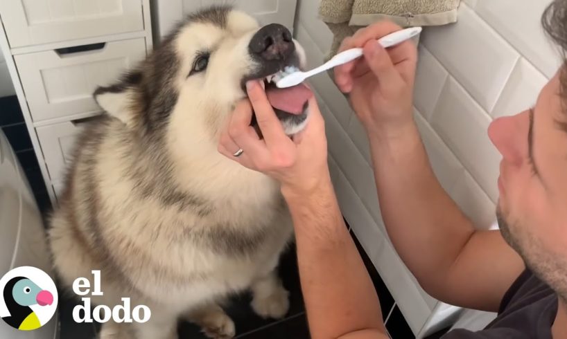 Malamutes no quieren cepillarse los dientes pero su familia logra hacerlo I El Dodo