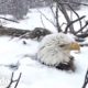 Mamá águila protege a sus bebés de una tormenta de nieve | El Dodo