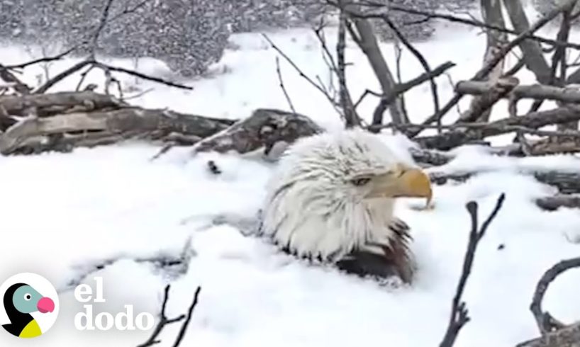 Mamá águila protege a sus bebés de una tormenta de nieve | El Dodo