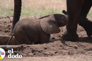 Mamá elefante no se despega de su hijo atascado | El Dodo