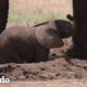 Mamá elefante no se despega de su hijo atascado | El Dodo