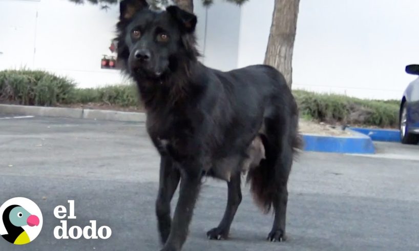 Mamá inteligente esconde a sus cachorros hasta saber que serán rescatados | El Dodo