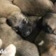 Mamá perrita adopta a 8 cachorros | El Dodo