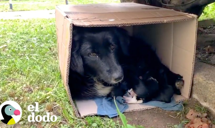 Mamá perro vive en una caja de cartón para calentar a sus pequeños bebés | El Dodo