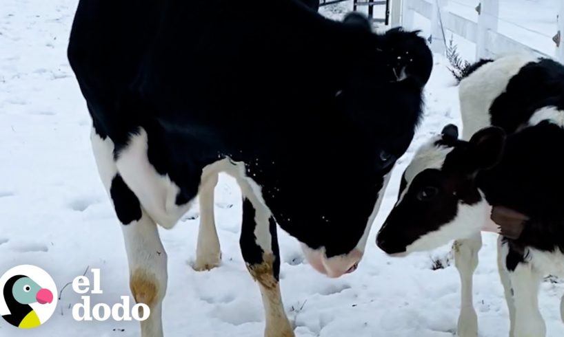 Mamá vaca y su bella ternera se reúnen después de un mes separadas | El Dodo