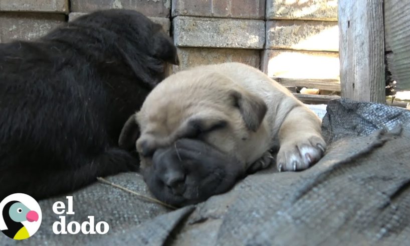 Mamá y cachorros por fin están a salvo | El Dodo