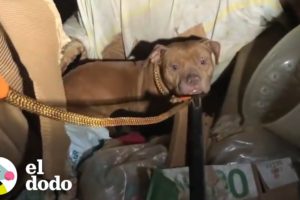 Mamá y sus cachorros helados rescatados de un edificio abandonado | El Dodo