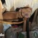 Mamá y sus cachorros helados rescatados de un edificio abandonado | El Dodo