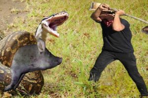 Man Rescues Pig From Snake Python Hunting | Humans Saved Pig From Giant Hungry Python Attack