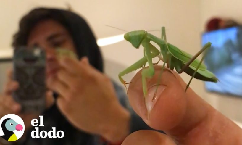 Mantis Religiosa sigue a este chico a todos lados | El Dodo