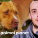 Marcel Rescues Two Scared Dogs Next To A Highway | Pit Bulls & Parolees