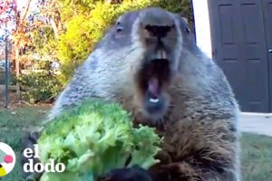 Marmota hambrienta entra al jardín buscando bocadillos | El Dodo