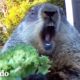 Marmota hambrienta entra al jardín buscando bocadillos | El Dodo