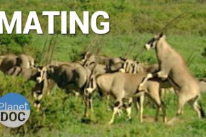 Mating. Shaba Animals  | Nature - Planet Doc Full Documentaries