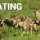 Mating. Shaba Animals  | Nature - Planet Doc Full Documentaries